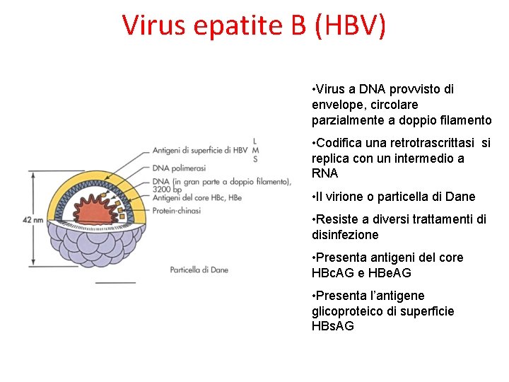 Virus epatite B (HBV) • Virus a DNA provvisto di envelope, circolare parzialmente a