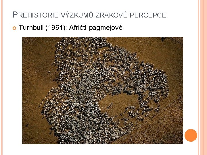 PREHISTORIE VÝZKUMŮ ZRAKOVÉ PERCEPCE Turnbull (1961): Afričtí pagmejové 