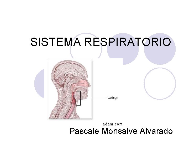 SISTEMA RESPIRATORIO Pascale Monsalve Alvarado 