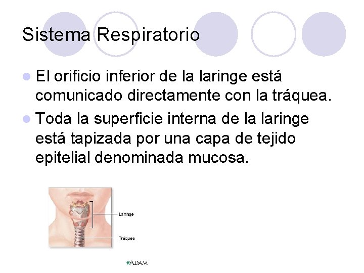 Sistema Respiratorio l El orificio inferior de la laringe está comunicado directamente con la