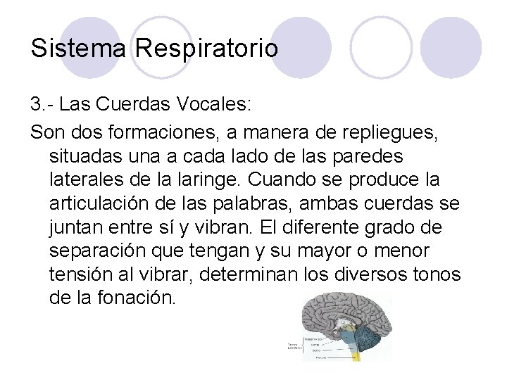 Sistema Respiratorio 3. - Las Cuerdas Vocales: Son dos formaciones, a manera de repliegues,