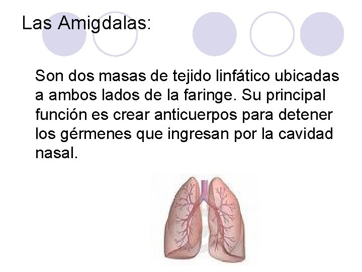 Las Amigdalas: Son dos masas de tejido linfático ubicadas a ambos lados de la