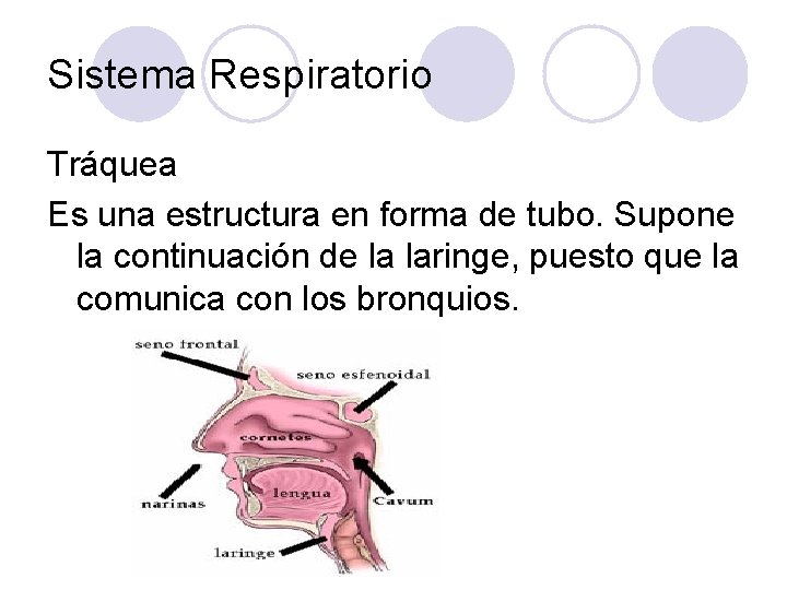 Sistema Respiratorio Tráquea Es una estructura en forma de tubo. Supone la continuación de