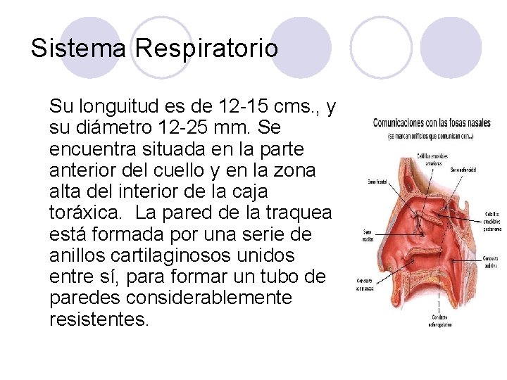 Sistema Respiratorio Su longuitud es de 12 -15 cms. , y su diámetro 12