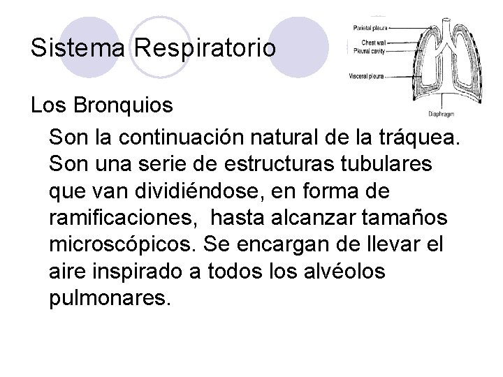 Sistema Respiratorio Los Bronquios Son la continuación natural de la tráquea. Son una serie