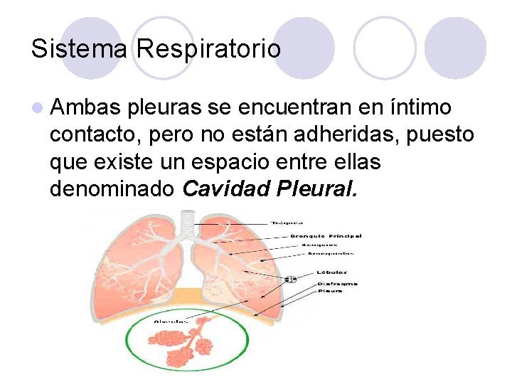 Sistema Respiratorio l Ambas pleuras se encuentran en íntimo contacto, pero no están adheridas,