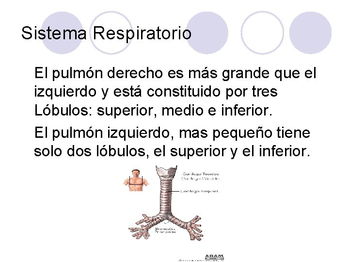 Sistema Respiratorio El pulmón derecho es más grande que el izquierdo y está constituido