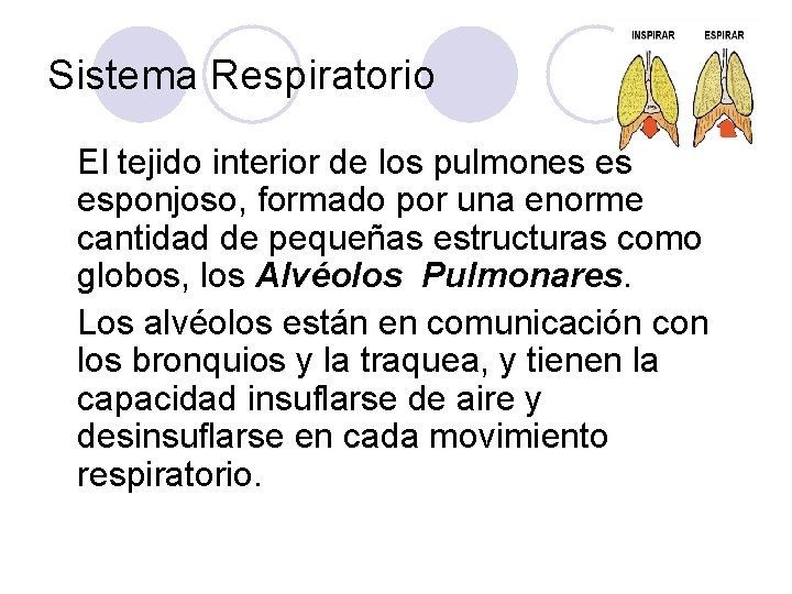 Sistema Respiratorio El tejido interior de los pulmones es esponjoso, formado por una enorme