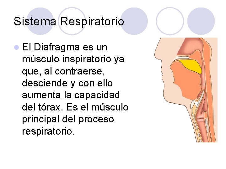 Sistema Respiratorio l El Diafragma es un músculo inspiratorio ya que, al contraerse, desciende