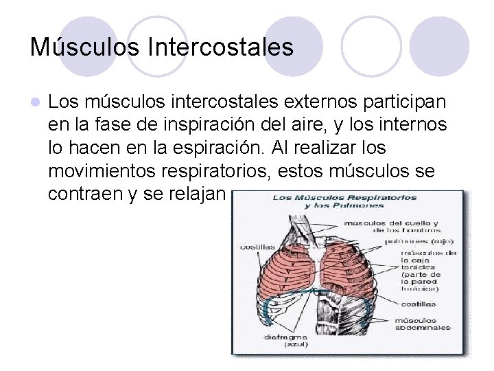 Músculos Intercostales l Los músculos intercostales externos participan en la fase de inspiración del