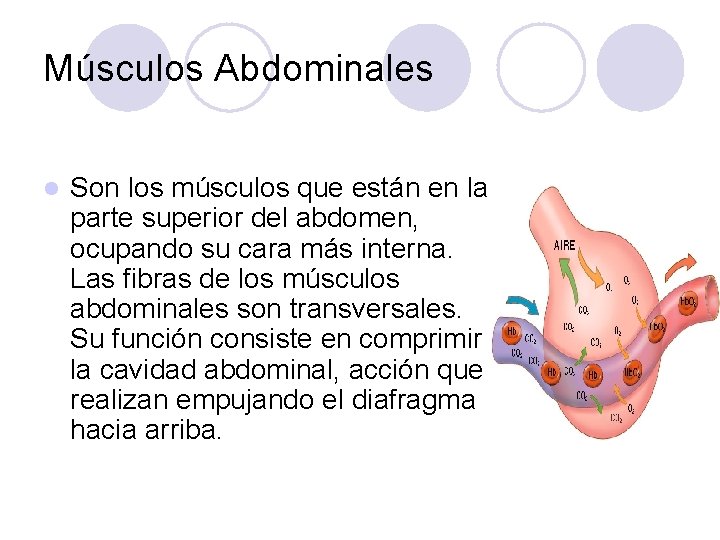Músculos Abdominales l Son los músculos que están en la parte superior del abdomen,