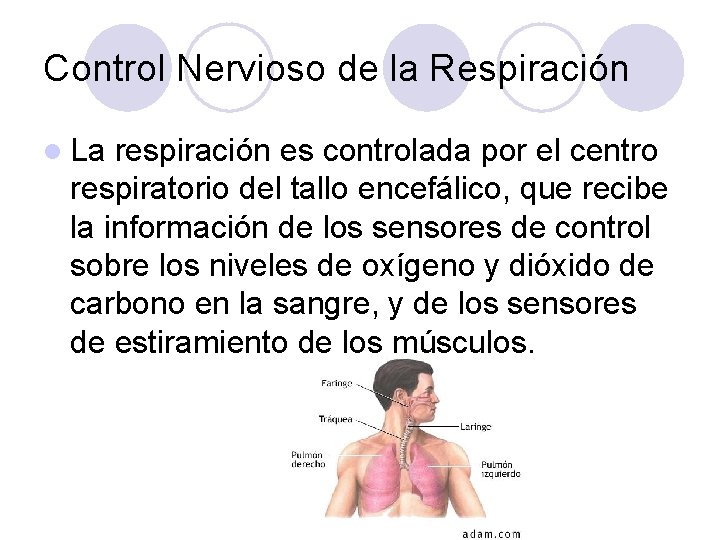 Control Nervioso de la Respiración l La respiración es controlada por el centro respiratorio