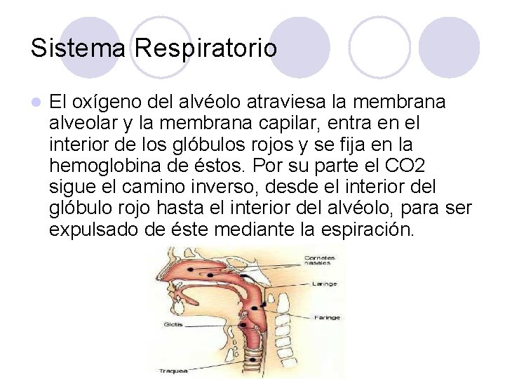 Sistema Respiratorio l El oxígeno del alvéolo atraviesa la membrana alveolar y la membrana