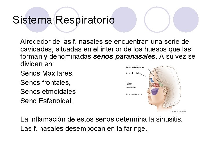 Sistema Respiratorio Alrededor de las f. nasales se encuentran una serie de cavidades, situadas