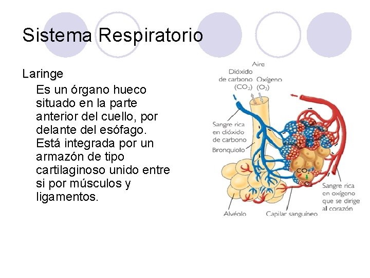 Sistema Respiratorio Laringe Es un órgano hueco situado en la parte anterior del cuello,