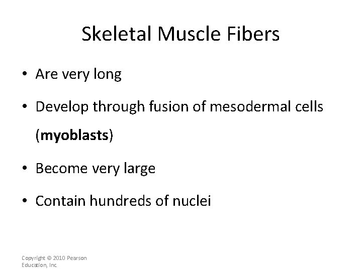 Skeletal Muscle Fibers • Are very long • Develop through fusion of mesodermal cells