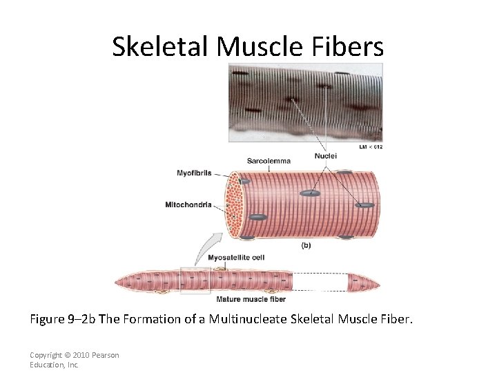 Skeletal Muscle Fibers Figure 9– 2 b The Formation of a Multinucleate Skeletal Muscle