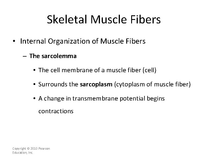 Skeletal Muscle Fibers • Internal Organization of Muscle Fibers – The sarcolemma • The