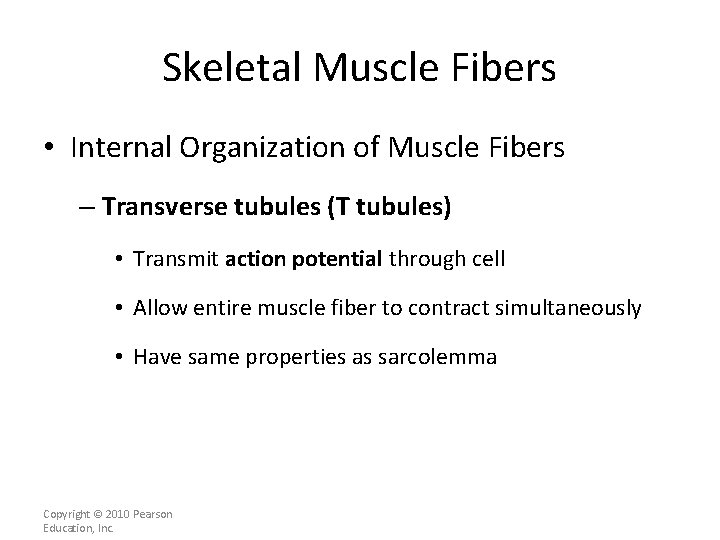 Skeletal Muscle Fibers • Internal Organization of Muscle Fibers – Transverse tubules (T tubules)