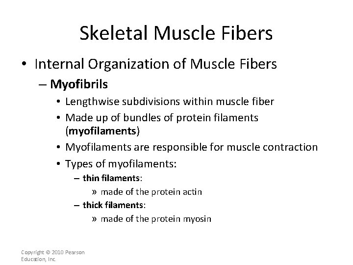 Skeletal Muscle Fibers • Internal Organization of Muscle Fibers – Myofibrils • Lengthwise subdivisions