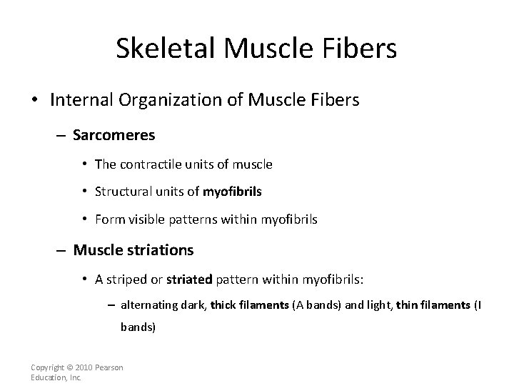 Skeletal Muscle Fibers • Internal Organization of Muscle Fibers – Sarcomeres • The contractile