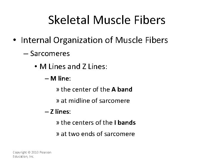 Skeletal Muscle Fibers • Internal Organization of Muscle Fibers – Sarcomeres • M Lines