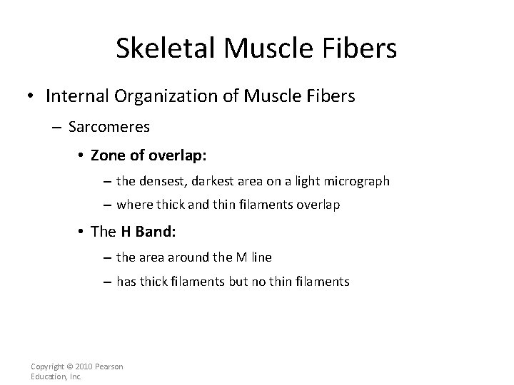 Skeletal Muscle Fibers • Internal Organization of Muscle Fibers – Sarcomeres • Zone of