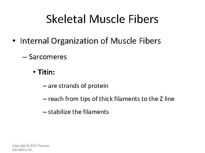 Skeletal Muscle Fibers • Internal Organization of Muscle Fibers – Sarcomeres • Titin: –