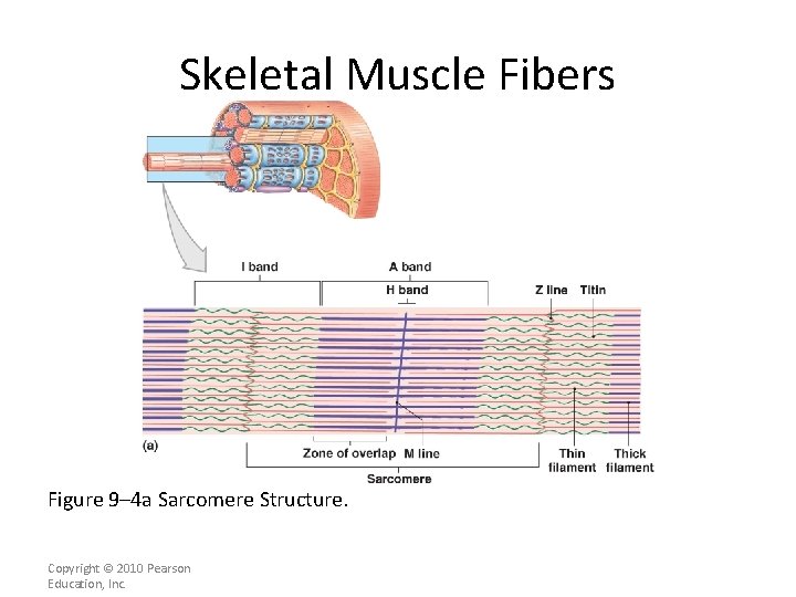 Skeletal Muscle Fibers Figure 9– 4 a Sarcomere Structure. Copyright © 2010 Pearson Education,