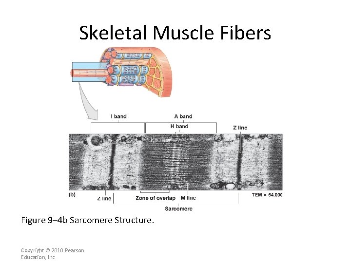 Skeletal Muscle Fibers Figure 9– 4 b Sarcomere Structure. Copyright © 2010 Pearson Education,