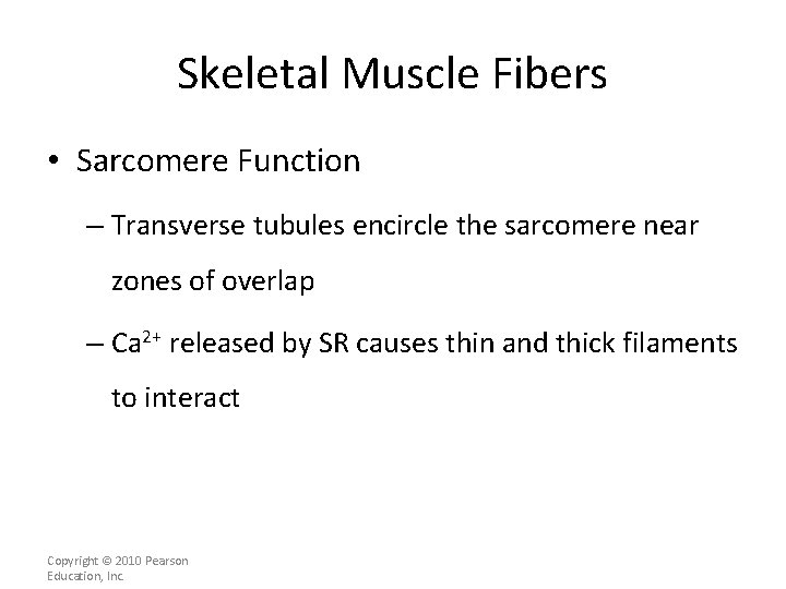 Skeletal Muscle Fibers • Sarcomere Function – Transverse tubules encircle the sarcomere near zones