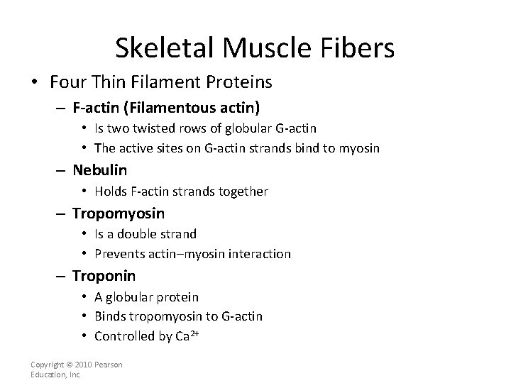 Skeletal Muscle Fibers • Four Thin Filament Proteins – F-actin (Filamentous actin) • Is