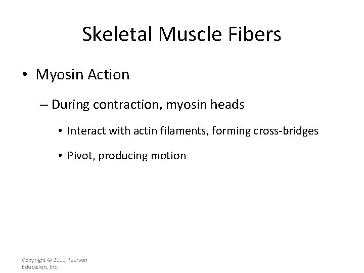 Skeletal Muscle Fibers • Myosin Action – During contraction, myosin heads • Interact with