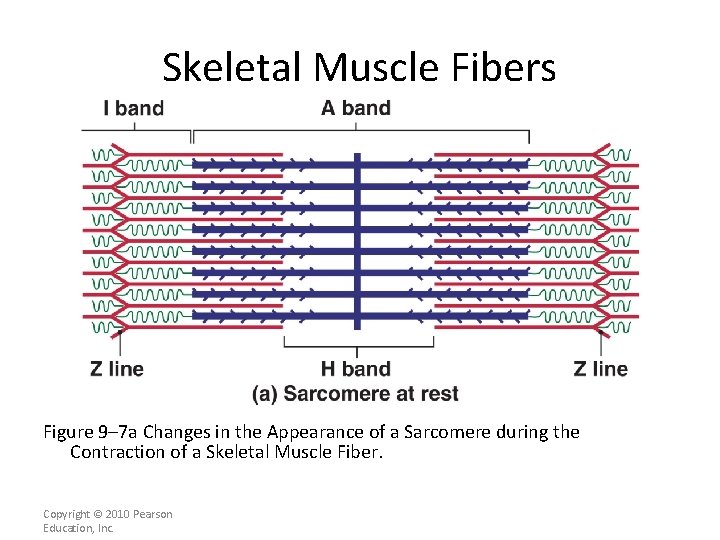 Skeletal Muscle Fibers Figure 9– 7 a Changes in the Appearance of a Sarcomere