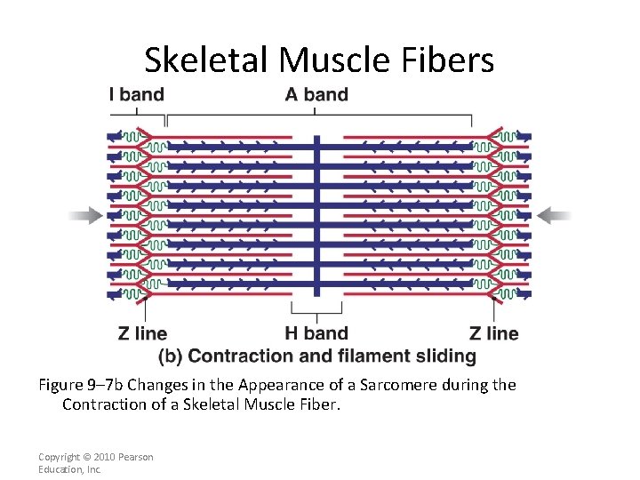 Skeletal Muscle Fibers Figure 9– 7 b Changes in the Appearance of a Sarcomere