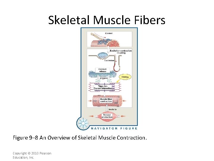 Skeletal Muscle Fibers Figure 9– 8 An Overview of Skeletal Muscle Contraction. Copyright ©