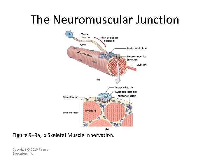 The Neuromuscular Junction Figure 9– 9 a, b Skeletal Muscle Innervation. Copyright © 2010