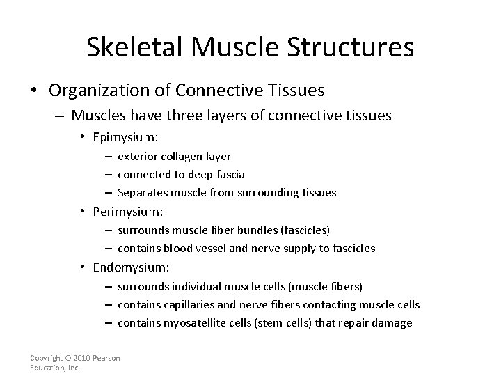 Skeletal Muscle Structures • Organization of Connective Tissues – Muscles have three layers of