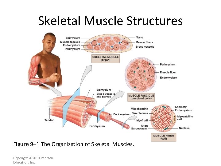 Skeletal Muscle Structures Figure 9– 1 The Organization of Skeletal Muscles. Copyright © 2010