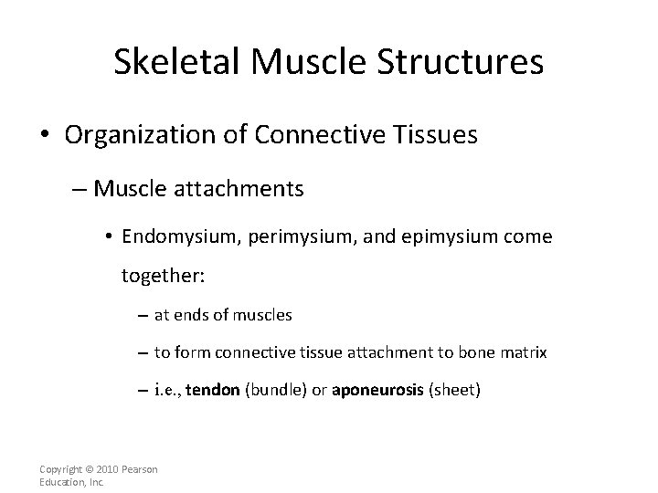 Skeletal Muscle Structures • Organization of Connective Tissues – Muscle attachments • Endomysium, perimysium,