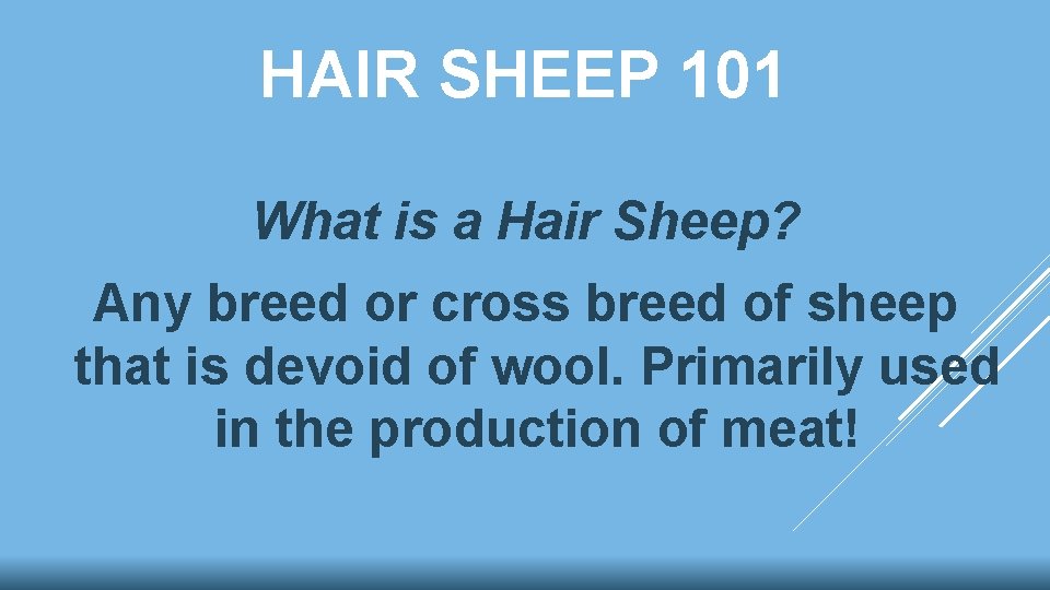 HAIR SHEEP 101 What is a Hair Sheep? Any breed or cross breed of