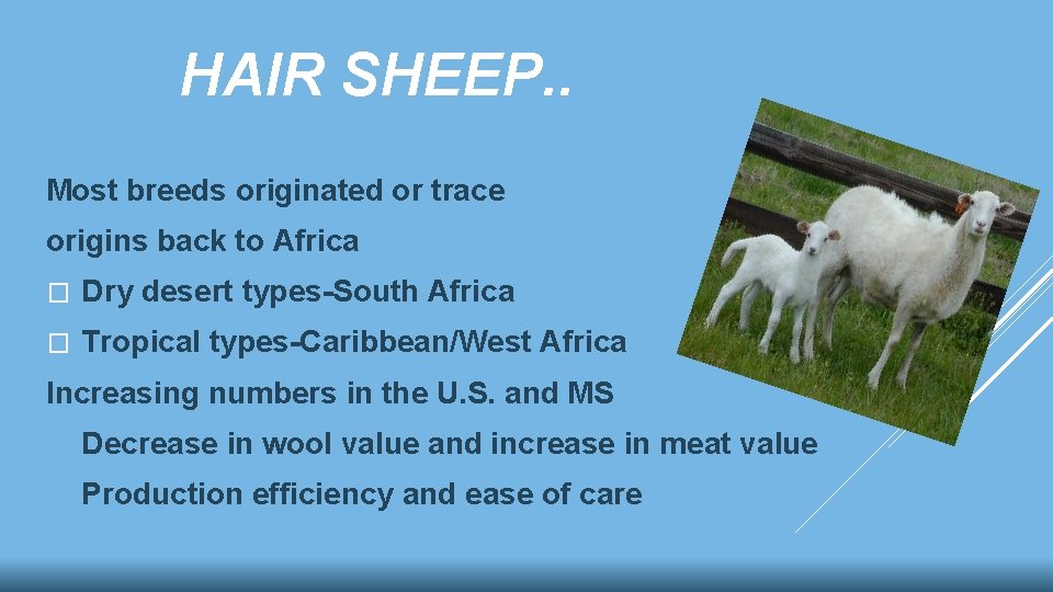 HAIR SHEEP. . Most breeds originated or trace origins back to Africa � Dry HAIR SHEEP. . Most breeds originated or trace origins back to Africa � Dry