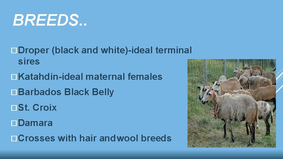 BREEDS. . Droper (black and white)-ideal terminal sires Katahdin-ideal Barbados St. maternal females Black BREEDS. . Droper (black and white)-ideal terminal sires Katahdin-ideal Barbados St. maternal females Black