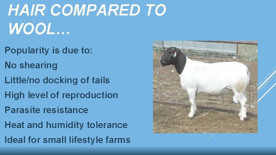 HAIR COMPARED TO WOOL… Popularity is due to: No shearing Little/no docking of tails