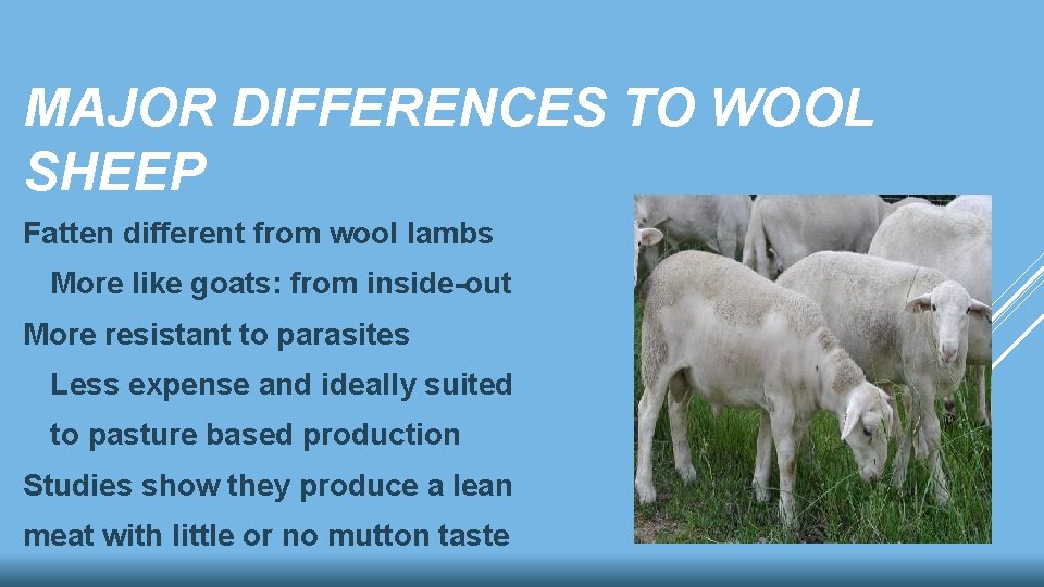 MAJOR DIFFERENCES TO WOOL SHEEP Fatten different from wool lambs More like goats: from