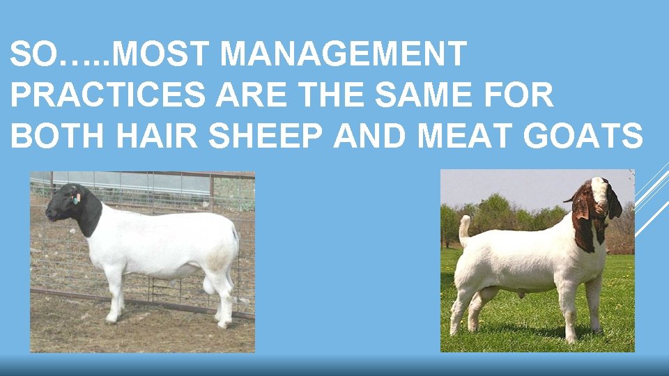 SO…. . MOST MANAGEMENT PRACTICES ARE THE SAME FOR BOTH HAIR SHEEP AND MEAT