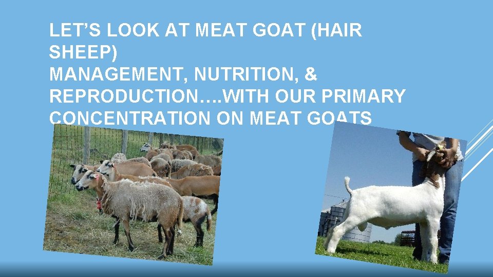 LET’S LOOK AT MEAT GOAT (HAIR SHEEP) MANAGEMENT, NUTRITION, & REPRODUCTION…. WITH OUR PRIMARY