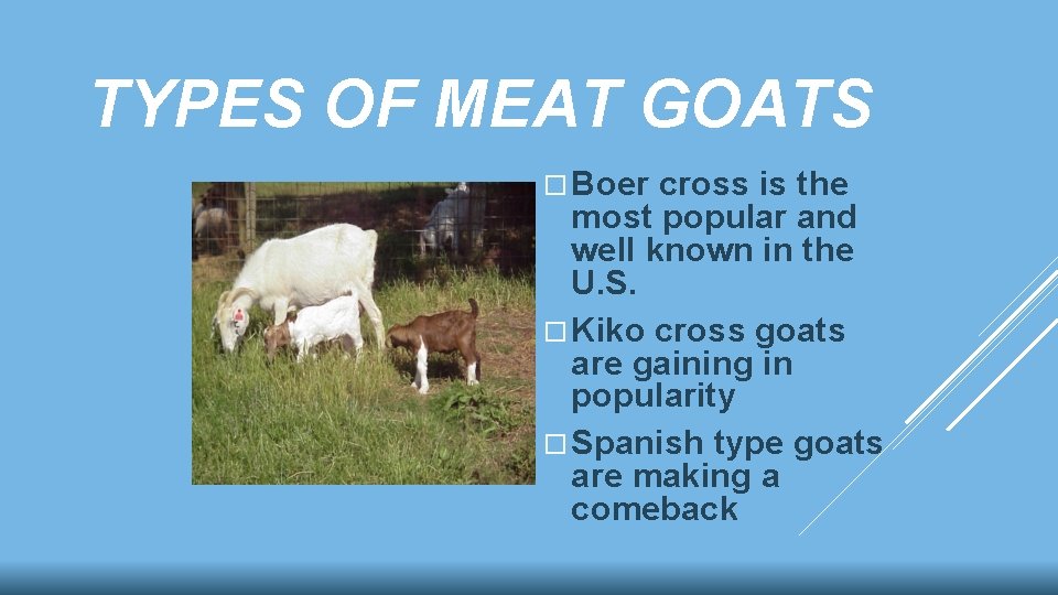 TYPES OF MEAT GOATS Boer cross is the most popular and well known in