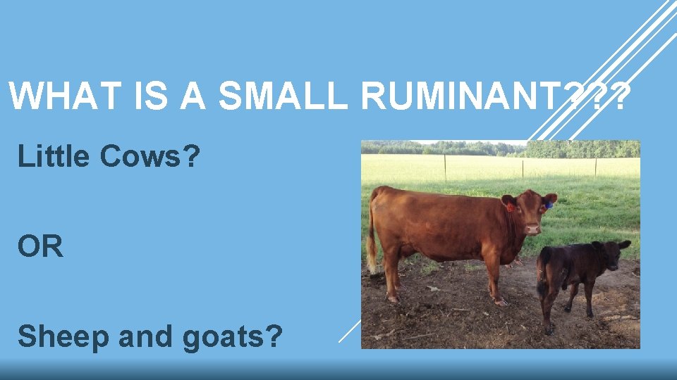 WHAT IS A SMALL RUMINANT? ? ? Little Cows? OR Sheep and goats? 