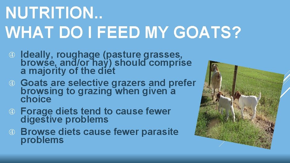 NUTRITION. . WHAT DO I FEED MY GOATS? Ideally, roughage (pasture grasses, browse, and/or NUTRITION. . WHAT DO I FEED MY GOATS? Ideally, roughage (pasture grasses, browse, and/or